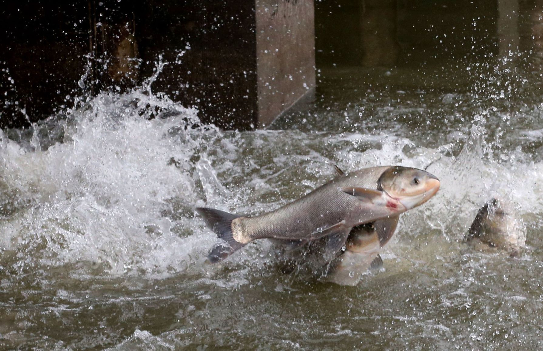 Asian Carp - Emiquon Preserve